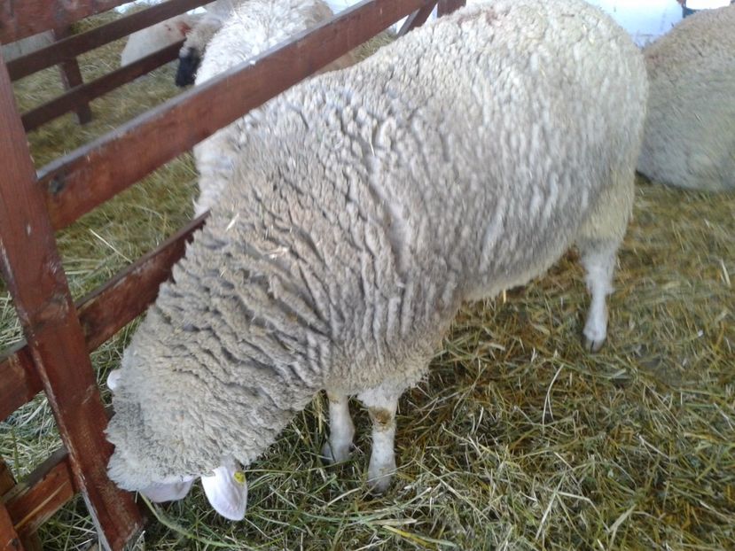 Fotografie0148 - 20---expozitie banatagralim 27 05 2017