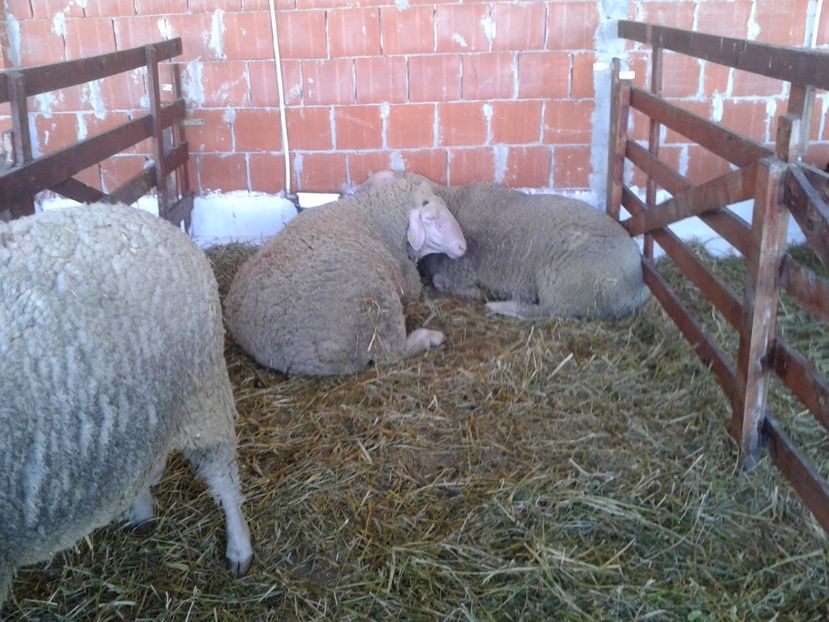 Fotografie0149 - 20---expozitie banatagralim 27 05 2017