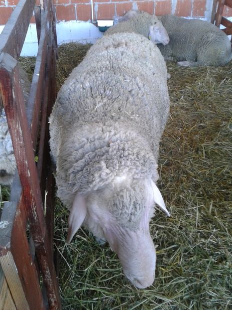 Fotografie0150 - 20---expozitie banatagralim 27 05 2017