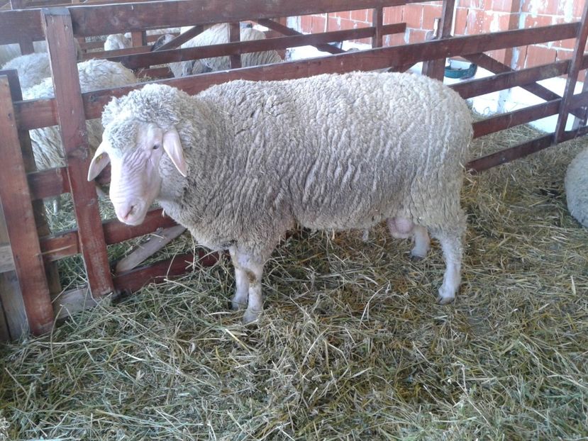 Fotografie0151 - 20---expozitie banatagralim 27 05 2017