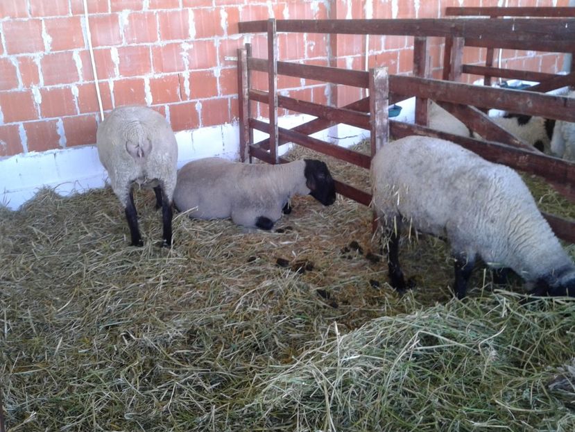 Fotografie0152 - 20---expozitie banatagralim 27 05 2017