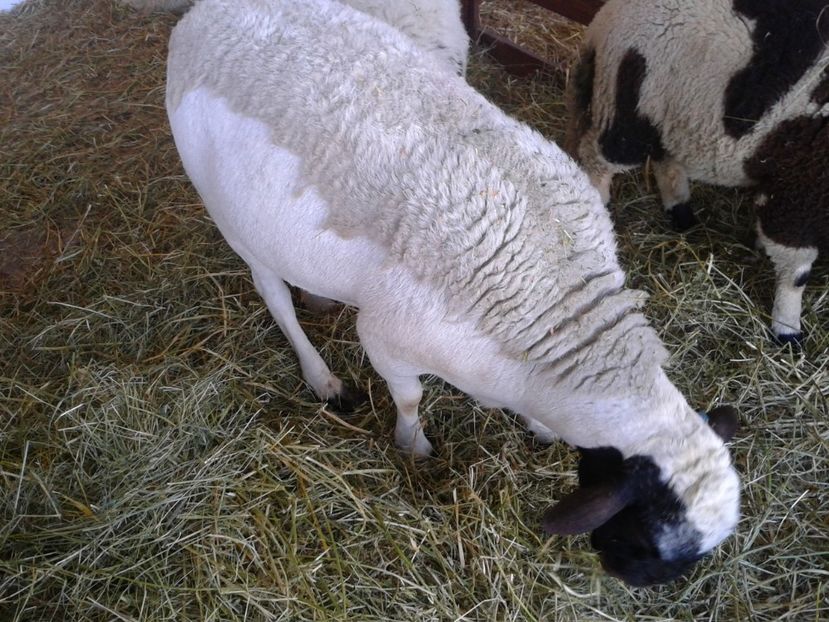 Fotografie0153 - 20---expozitie banatagralim 27 05 2017