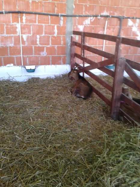 Fotografie0154 - 20---expozitie banatagralim 27 05 2017