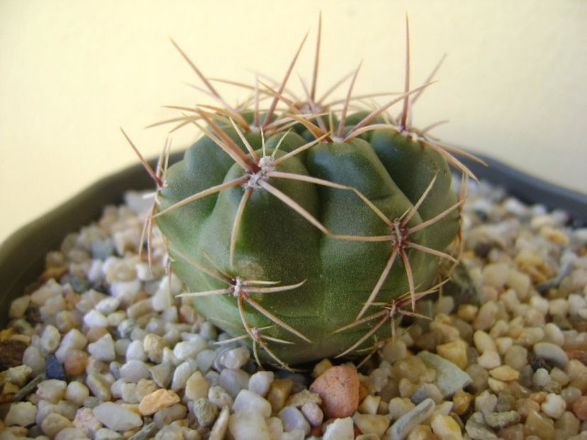 Gymnocalycium monvillei - Cactusi 2017 Gymnocalycium