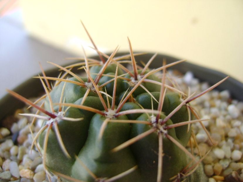 Gymnocalycium monvillei - Cactusi 2017 Gymnocalycium