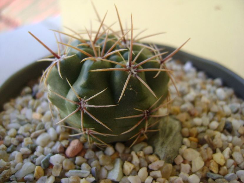 Gymnocalycium monvillei - Cactusi 2017 Gymnocalycium