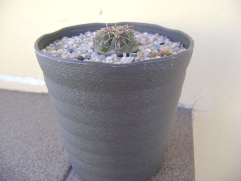 Gymnocalycium gibbosum - Cactusi 2017 Gymnocalycium