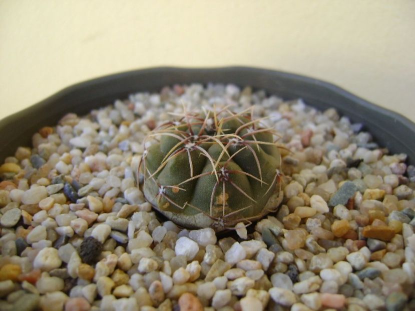 Gymnocalycium gibbosum - Cactusi 2017 Gymnocalycium