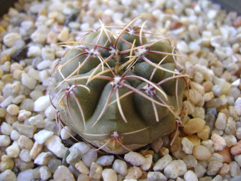 Gymnocalycium gibbosum - Cactusi 2017 Gymnocalycium