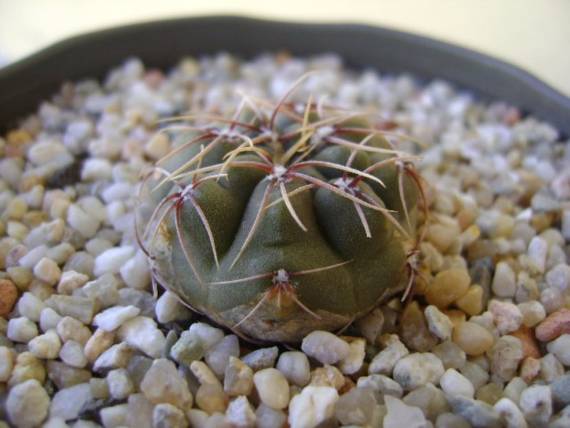 Gymnocalycium gibbosum - Cactusi 2017 Gymnocalycium