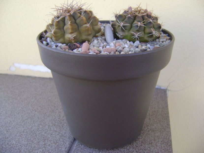 Gymnocalycium damsii v. tucavocense - Cactusi 2017 Gymnocalycium