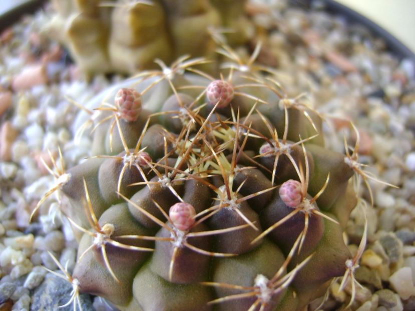 Gymnocalycium damsii v. tucavocense, boboci - Cactusi 2017 Gymnocalycium