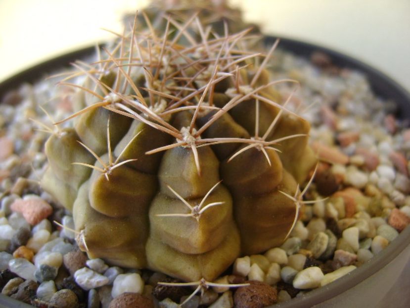 Gymnocalycium damsii v. tucavocense - Cactusi 2017 Gymnocalycium