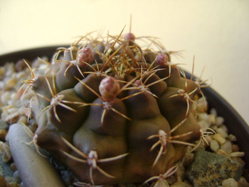 Gymnocalycium damsii v. tucavocense - Cactusi 2017 Gymnocalycium
