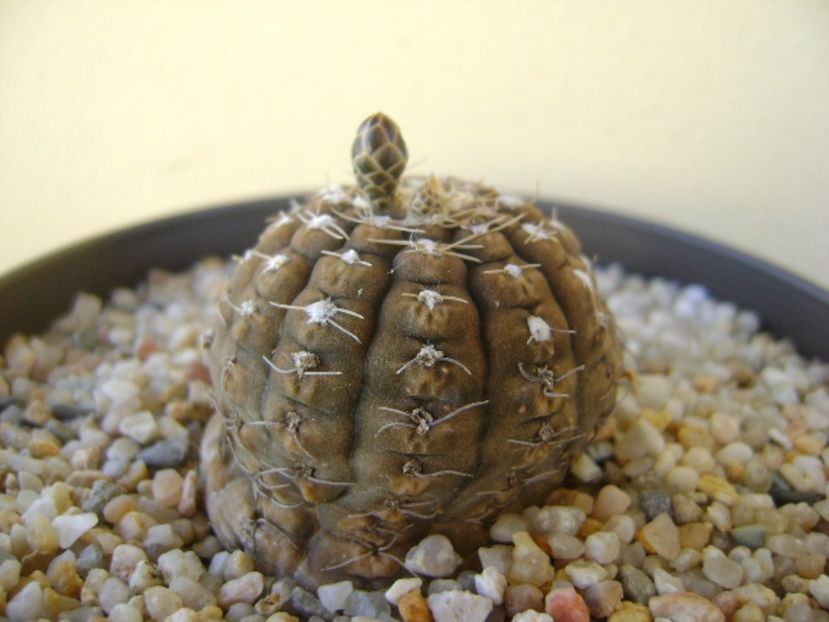 Gymnocacalycium ragonesei - Cactusi 2017 Gymnocalycium