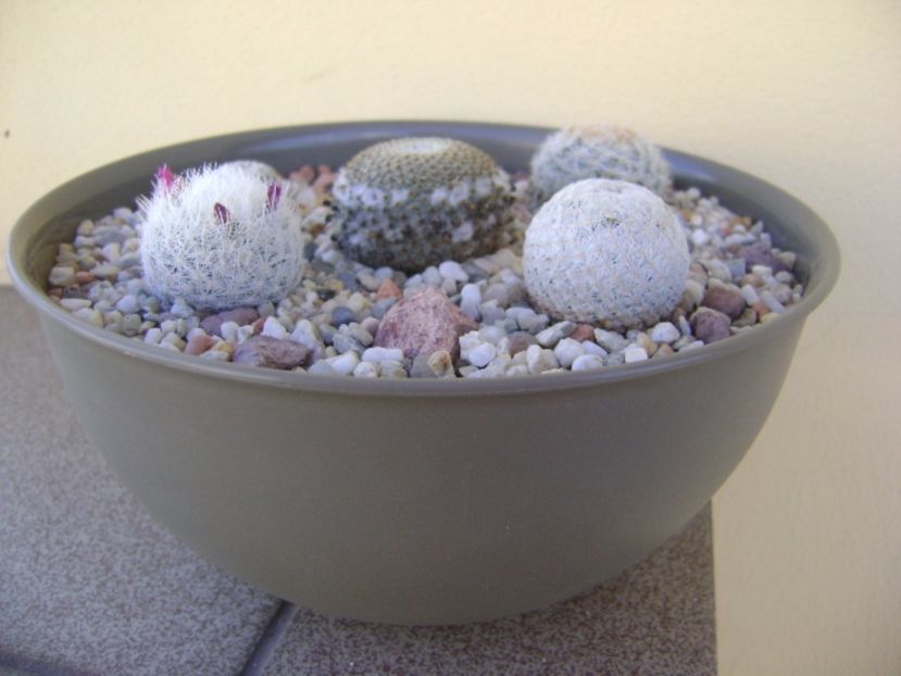 Grup de 6 Mammillariai - Cactusi 2017 bis