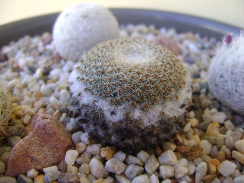 Mammillaria tlalocii - Cactusi 2017 bis