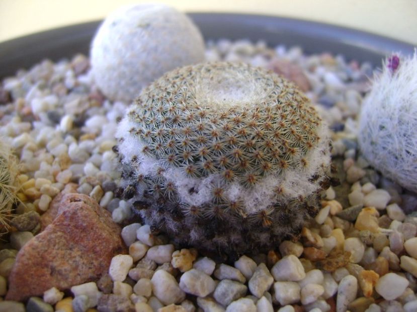 Mammillaria tlalocii - Cactusi 2017 bis