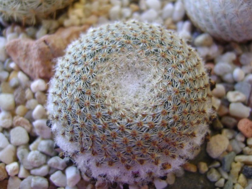 Mammillaria tlalocii - Cactusi 2017 bis