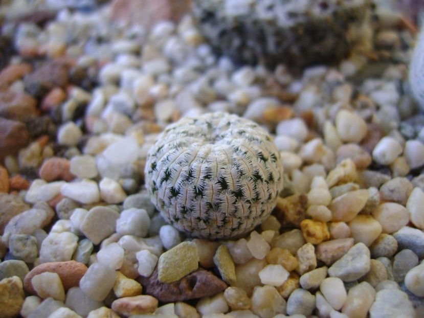 Mammillaria pectinifera - Cactusi 2017 bis