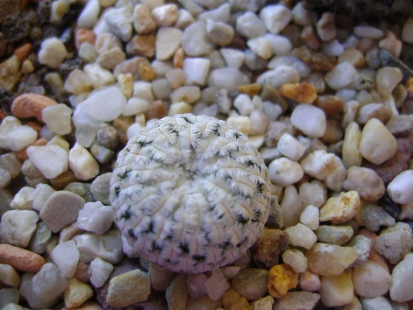 Mammillaria pectinifera - Cactusi 2017 bis