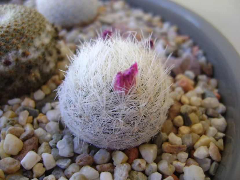 Mammillaria humboldtii - Cactusi 2017 bis