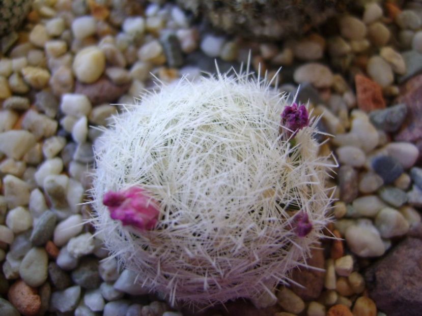 Mammillaria humboldtii - Cactusi 2017 bis