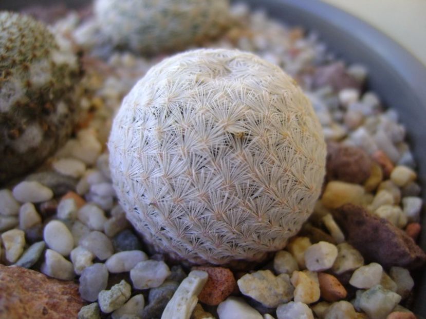 Mammillaria egregia - Cactusi 2017 bis