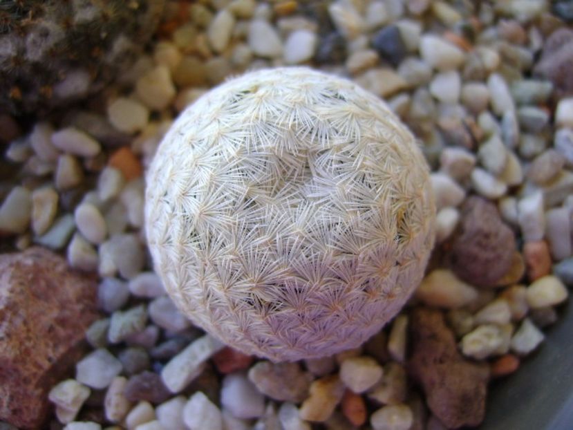 Mammillaria egregia - Cactusi 2017 bis