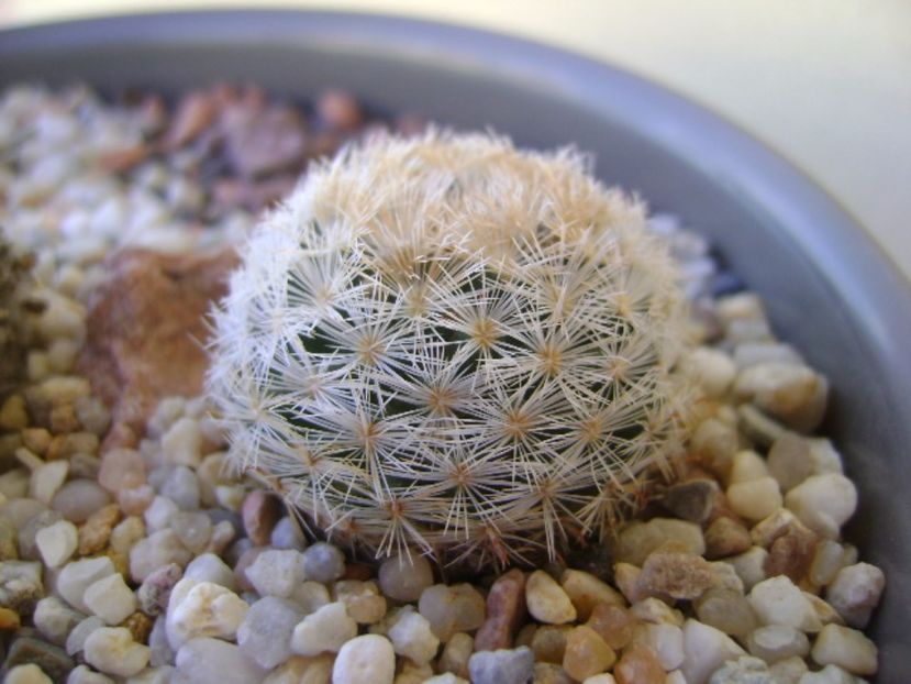 Mammillaria gasseriana SB1164 Rodeo, Durango - Cactusi 2017 bis