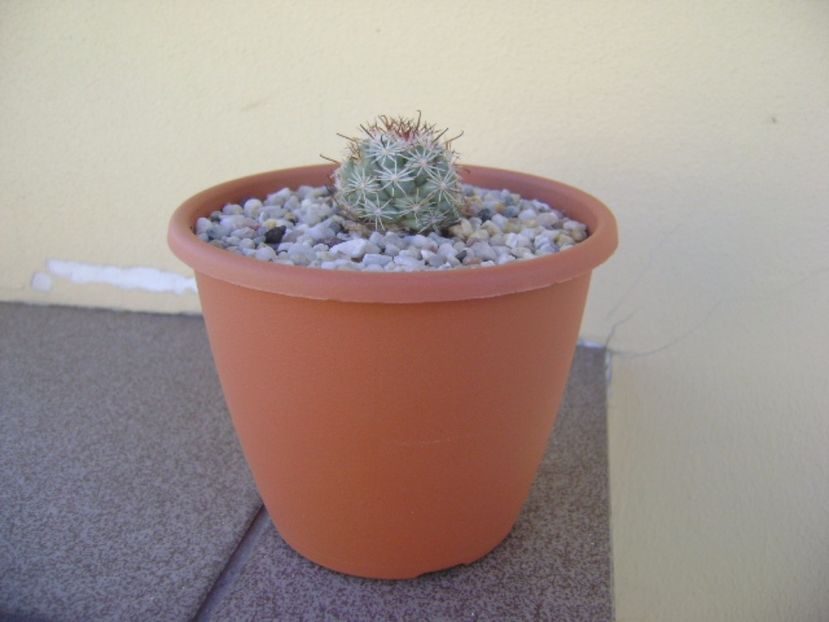 Mammillaria schumannii v. globosa - Cactusi 2017 bis