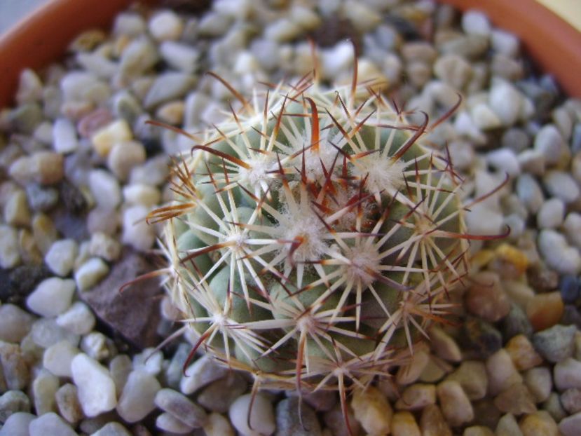 Mammillaria schumannii v. globosa - Cactusi 2017 bis