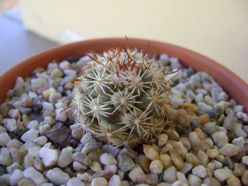 Mammillaria schumannii v. globosa - Cactusi 2017 bis