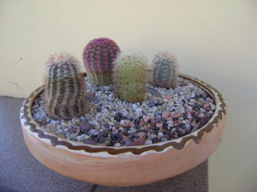 Grup de 4 Echinocereus - Cactusi 2017 bis