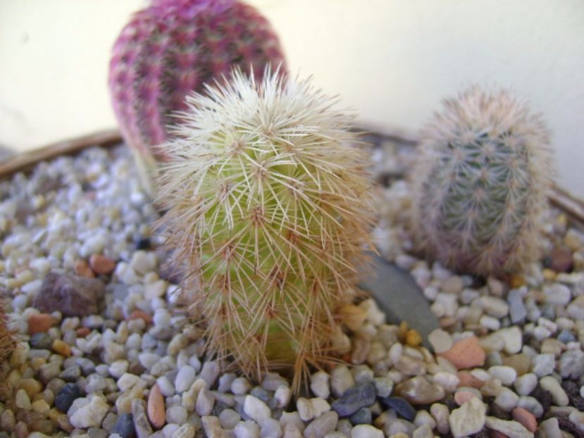 Echinocereus dasyacanthus SB732 Pecos Co, TX - Cactusi 2017 bis