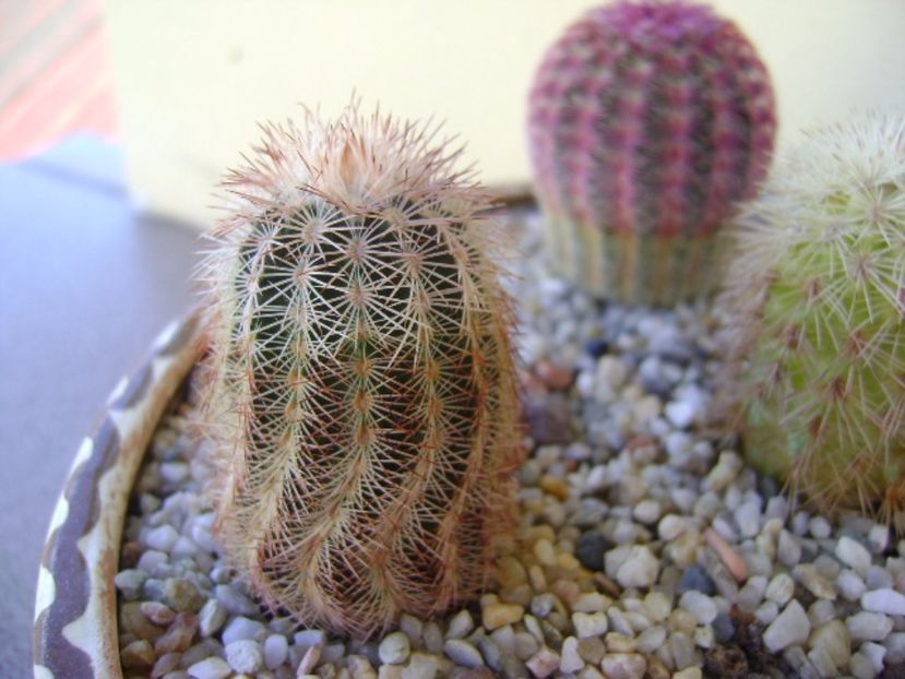 Echinocereus reichenbachii ssp. perbellus - Cactusi 2017 bis