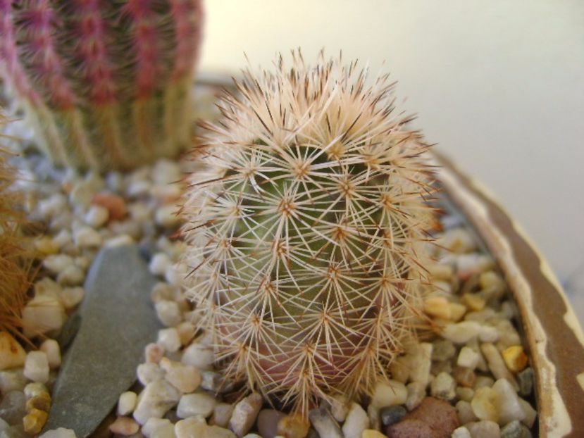 Echinocereus fitchii SB861 Webb Co, TX - Cactusi 2017 bis