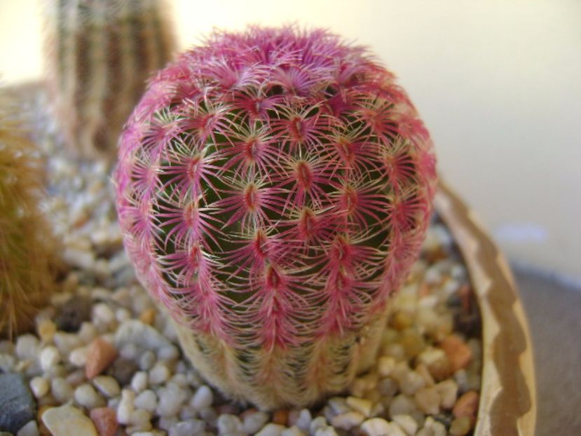 Echinocereus rigidissimus v. rubrispinus - Cactusi 2017 bis