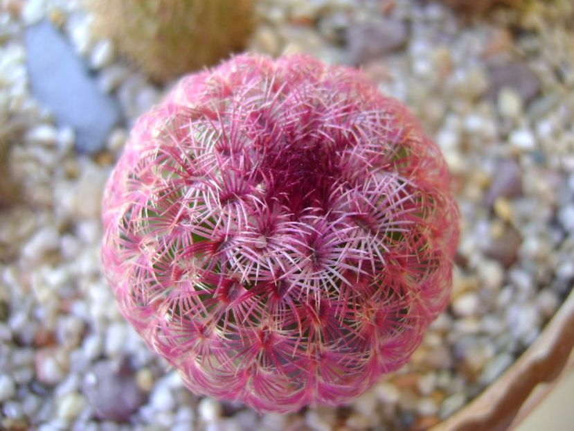 Echinocereus rigidissimus v. rubrispinus - Cactusi 2017 bis