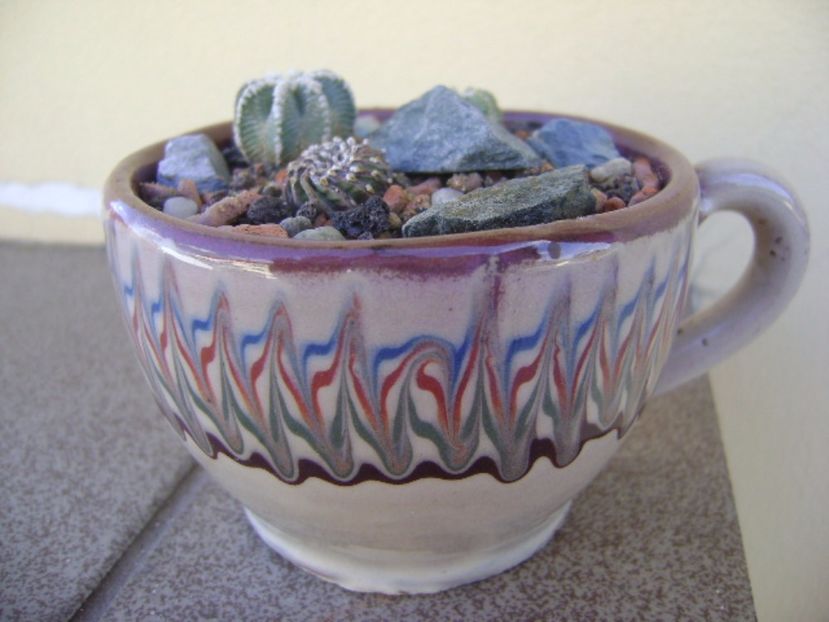 Grup de 3 cactusi - Cactusi 2017 bis