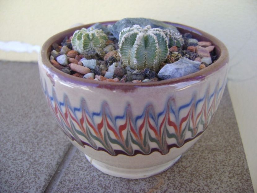 Grup de 3 cactusi - Cactusi 2017 bis