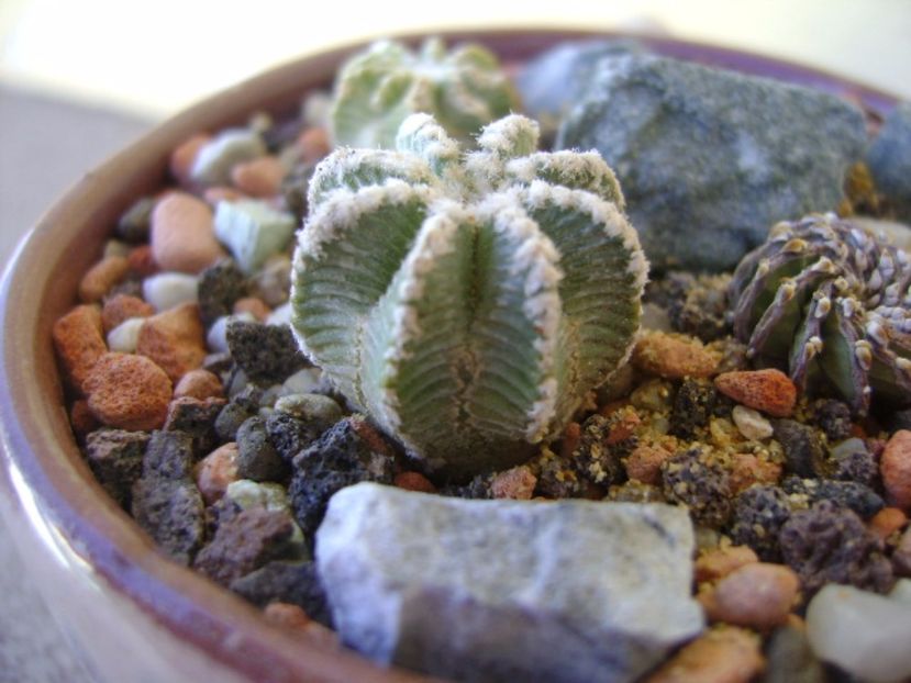 Aztekium hintonii San Jose del Rio Galeana, Mx - Cactusi 2017 bis