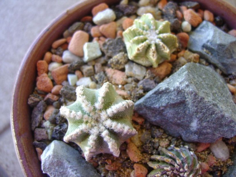 Aztekium hintonii San Jose del Rio Galeana, Mx - Cactusi 2017 bis