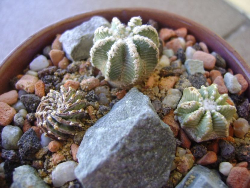 Grup de 3 cactusi - Cactusi 2017 bis