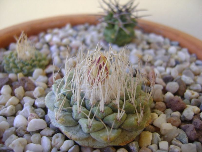 Strombocactus disciformis - Cactusi 2017 bis