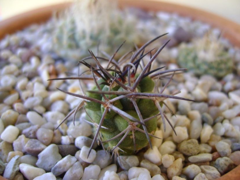 Copiapoa coquimbana v. fiedleriana - Cactusi 2017 bis