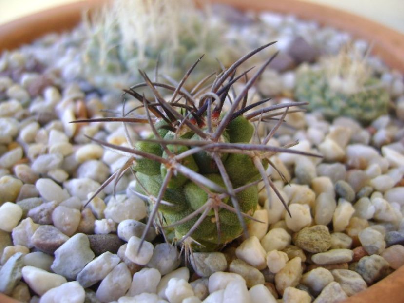 Copiapoa coquimbana v. fiedleriana - Cactusi 2017 bis