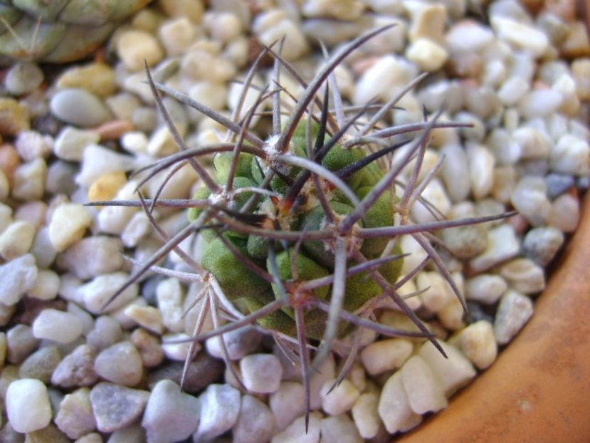 Copiapoa coquimbana v. fiedleriana - Cactusi 2017 bis