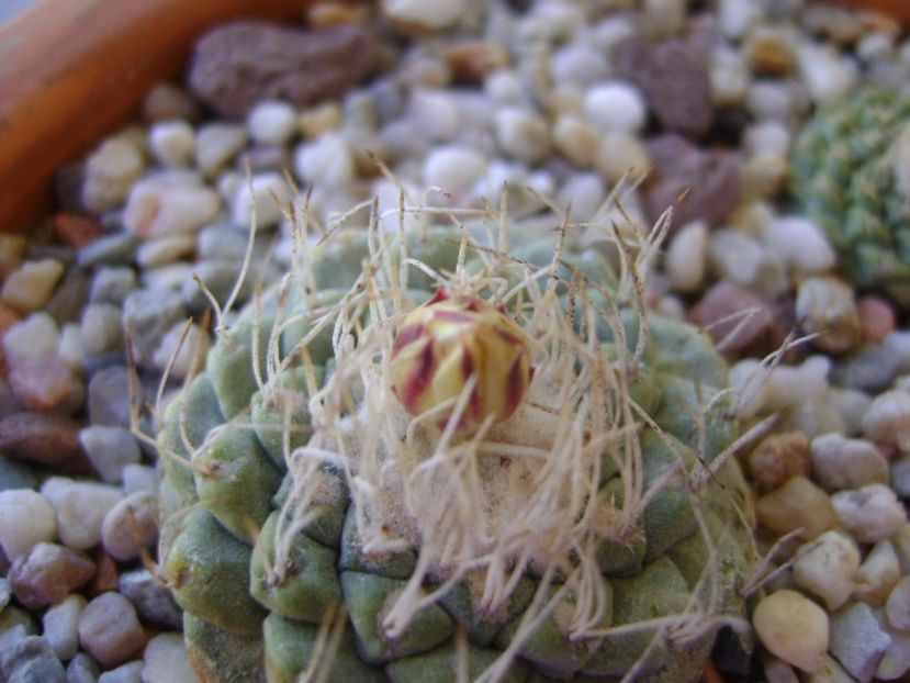 Strombocactus disciformis - Cactusi 2017 bis