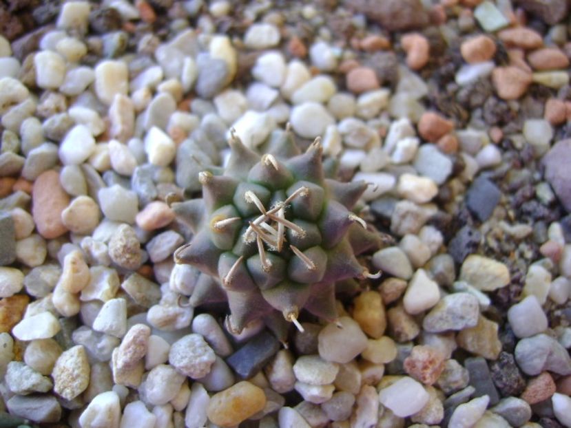 Turbinicarpus panarottoi - Cactusi 2017 bis